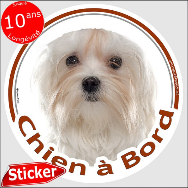 Sticker rond "Chien à Bord" 15 cm, Bichon Maltais Tête, autocollant vitre voiture adhésif photo