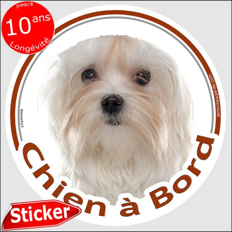 Sticker rond "Chien à Bord" Bichon Maltais Tête, autocollant vitre voiture adhésif photo, résiste pluie soleil gel, idée cadeau