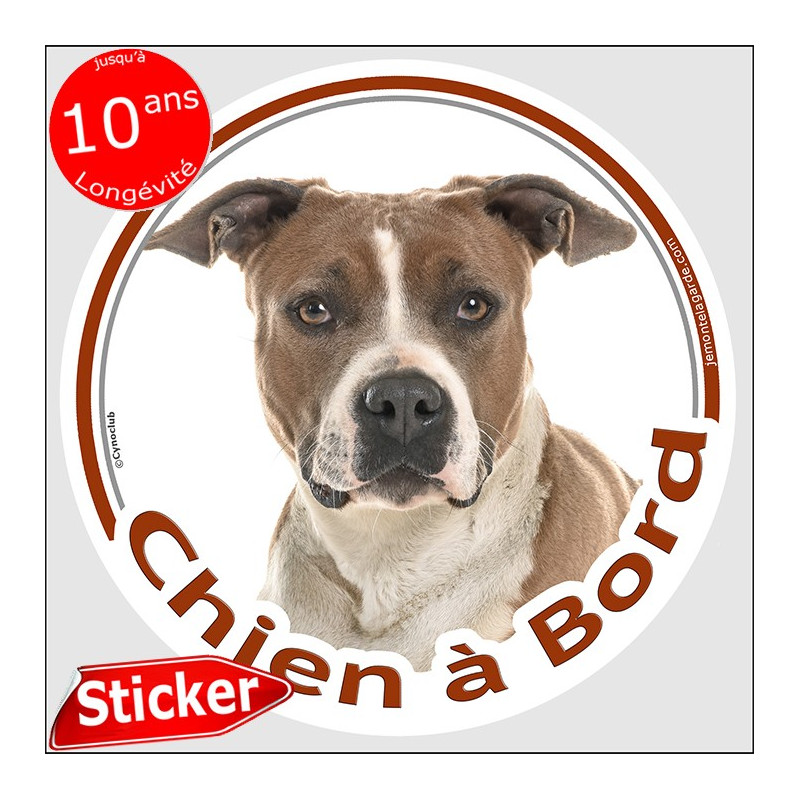 Amstaff fauve et blanc, sticker rond "Chien à Bord" Disqueautocollant voire American Staff adhésif auto photo