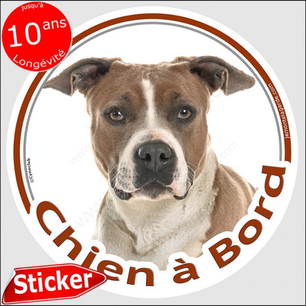 Amstaff fauve et blanc, sticker rond "Chien à Bord" Disqueautocollant voire American Staff adhésif auto photo