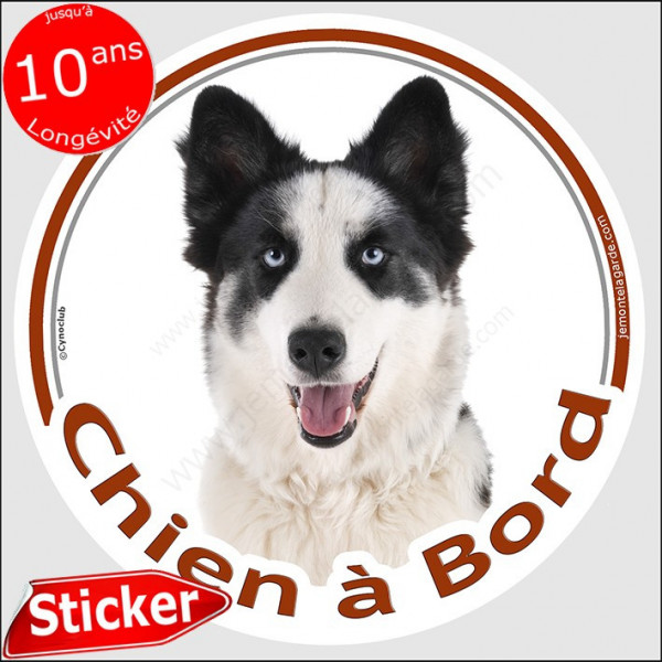 Laika de Yakoutie noir et blanc, sticker autocollant rond "Chien à Bord" 15 cm, adhésif voiture, Yakutian photo