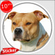 Amstaff fauve, sticker autocollant rond "photo" intérieur/Extérieur american staff am orange marron disque rond