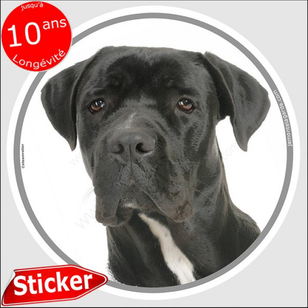 Cane Corso noir Tête, sticker autocollant rond "photo" intérieur ou Extérieur, disque adhésif rond