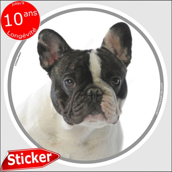 Bouledogue Français Caille noir et blanc, sticker autocollant rond "photo" 15 cm intérieur/Extérieur, adhésif race Bulldog