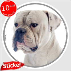 Bouledogue Américain blanc, sticker autocollant rond "photo" 15 cm intérieur/Extérieur voiture Bulldog USA adhésif