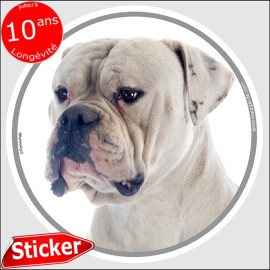 Bouledogue Américain tout blanc, sticker autocollant rond "photo" voiture Bulldog USA adhésif, résiste pluie soleil gel, idée ca