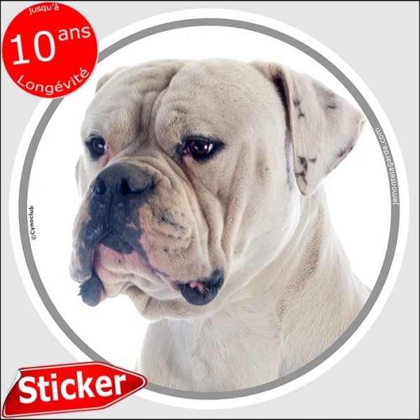 Bouledogue Américain tout blanc, sticker autocollant rond "photo" voiture Bulldog USA adhésif, résiste pluie soleil gel, idée ca Bouledogue Américain tout blanc, sticker autocollant rond "photo" voiture Bulldog USA adhésif, résiste pluie soleil gel, idée ca