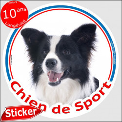 Border Collie, sticker "Chien de Sport" 15 cm