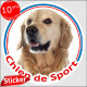 Sticker rond "Chien de Sport" 15 cm, Golden Retriever Tête, intérieur/Extérieur autocollant photo