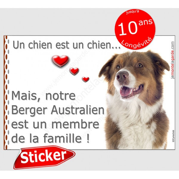 Sticker autocollant "Love" Berger Australien tricolore rouge Tête, intérieur/Extérieur, membre famille aussie cadeau photo chien