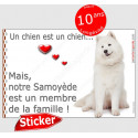 Samoyède assis, sticker "Love" 16 x 11 cm
