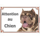 American Bully chocolat marron dilué Tête, plaque portail "Attention au Chien" pancarte entrée, panneau photo race