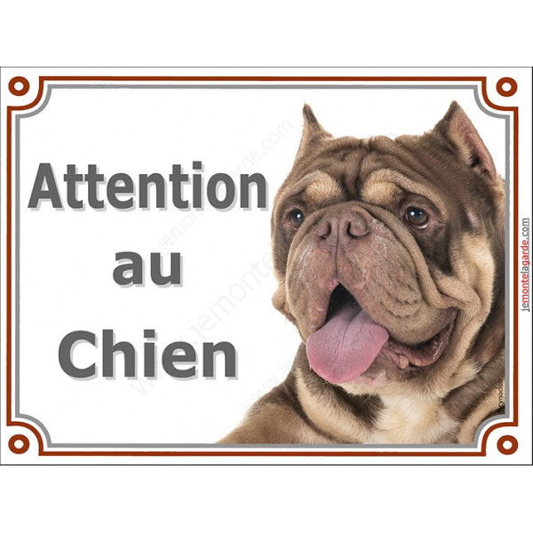 American Bully chocolat marron dilué Tête, plaque portail "Attention au Chien" pancarte entrée, panneau photo race