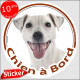 Jack Russell Terrier entièrement blanc, sticker autocollant rond "Chien à Bord" disque adhésif voiture photo