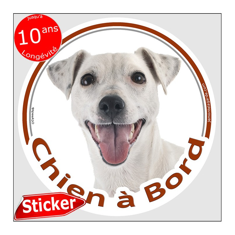 Jack Russell Terrier entièrement blanc, sticker autocollant rond "Chien à Bord" disque adhésif voiture photo