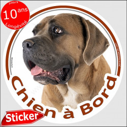 Cane Corso fauve, sticker "Chien à Bord" 15 cm