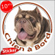 American Bully marron chocolat et beige dilué, sticker autocollant voiture rond "Chien à Bord" 15 cm adhésif photo