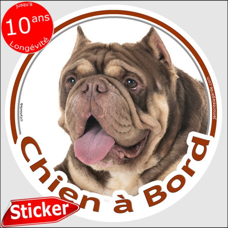American Bully marron chocolat et beige dilué, sticker autocollant voiture rond "Chien à Bord" 15 cm  adhésif photo