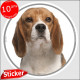 Beagle, sticker autocollant rond "photo" 15 cm résistant pluie, soleil, gel, adhésif photo chien