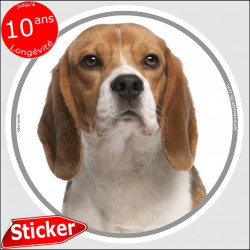 Beagle, sticker rond "photo" 15 cm résistant pluie, soleil, gel