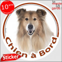 Colley fauve, sticker voiture "Chien à Bord" 2 tailles