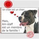 Amstaff, plaque "Membre de la Famille" 24 cm LOVE