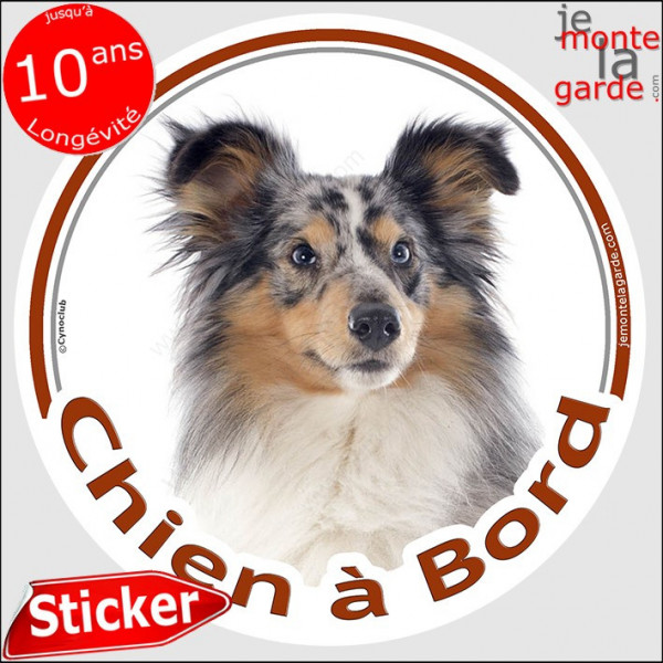 Berger Shetland bleu merle, sticker autocollant rond "Chien à Bord" Disque adhésif vitre voiture photo