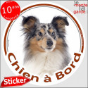 Berger Shetland merle, disque voiture extérieur "Chien à Bord" 14 cm
