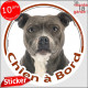 American-Staff brun marron et blanc, sticker adhésif voiture "Chien à Bord", autocollant photo Amstaff Staff