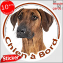 Rhodesian Ridgeback, sticker "Chien à Bord" 14 cm