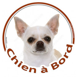 Sticker autocollant rond "Chien à Bord" 15 cm, Chihuahua blanc poils courts Tête adhésif vitre voiture