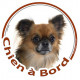 Sticker autocollant rond "Chien à Bord" 15 cm, Chihuahua fauve charbonné poils longs Tête, adhésif vitre voiture photo