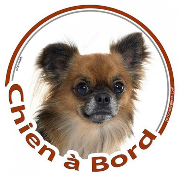 Sticker autocollant rond "Chien à Bord" 15 cm, Chihuahua fauve charbonné poils longs Tête, adhésif vitre voiture photo