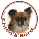 Chihuahua, sticker voiture rond "Chien à Bord" 15 cm