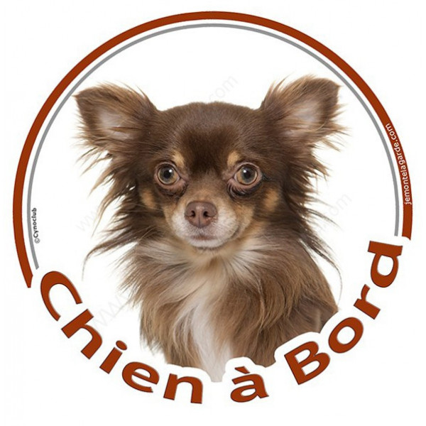 Sticker autocollant rond "Chien à Bord" 15 cm, Chihuahua chocolat marron brun poils longs Tête adhésif vitre voiture