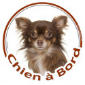 Chihuahua chocolat poils longs, sticker rond "Chien à Bord" 15 cm
