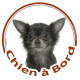 Sticker autocollant rond "Chien à Bord" 15 cm, Chihuahua Gris à poils longs Tête, adhésif vitre voiture
