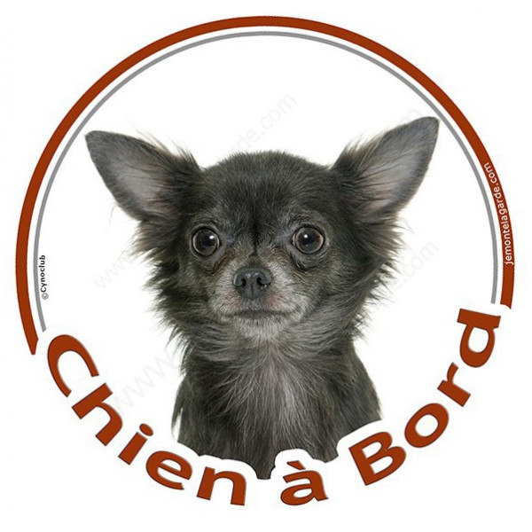 Sticker autocollant rond "Chien à Bord" 15 cm, Chihuahua Gris à poils longs Tête, adhésif vitre voiture