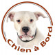 Dogue Argentin Tête, sticker autocollant rond "Chien à Bord" Disque photo adhésif vitre voiture chien