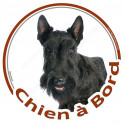 Scottish Terrier, sticker "Chien à Bord" 15 cm - 3 ans