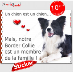 Border Collie noir et blanc poils longs, sticker autocollant "membre famille" intérieur/Extérieur coeur photo