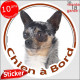 Chihuahua merle poils courts, sticker autocollant rond "Chien à Bord" adhésif photo voiture auto arlequin