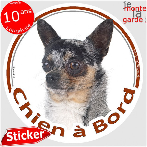 Chihuahua merle poils courts, sticker autocollant rond "Chien à Bord" adhésif photo voiture auto arlequin