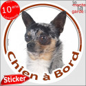 Chihuahua merle, sticker "Chien à Bord" 14 cm