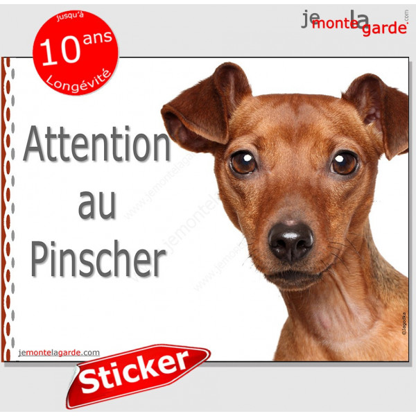 Pinscher fauve marron, panneau autocollant "Attention au Chien" photo, sticker pancarte adhésif