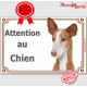 Podenco d'Ibiza tête, plaque portail "Attention au Chien" pancarte panneau chien garenne baléares photo