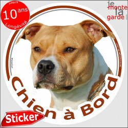 Am-Staff fauve clair et blanc, sticker photo rond "Chien à Bord" american Staff sable voiture disque autocollant adhésif