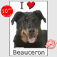 Berger de Beauce Tête, sticker autocollant, 3 tailles, 4 possibilités ! Beauceron photo