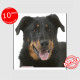 Berger de Beauce Tête, sticker autocollant, 3 tailles, 4 possibilités ! Beauceron photo