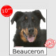 Berger de Beauce Tête, sticker autocollant, 3 tailles, 4 possibilités ! Beauceron photo